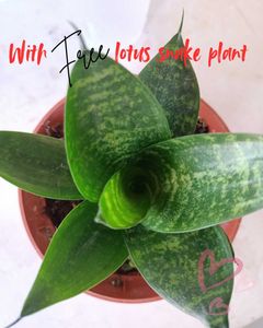 3 Rare Sansevieria Plants