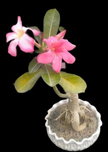 Adenium Desert Rose
