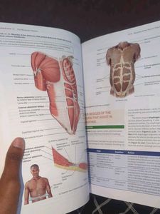 Anatomy and Physiology Textbook