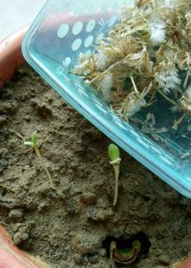 Plant Sprouts