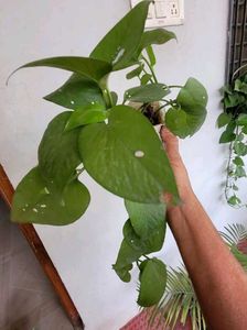 Set 2  Money Plant &amp; Mose In The Cardle Plan