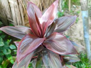 Cordyline fruticosa Indoor Plant