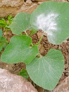 Pumpkin 🎃 Plant 🌵 Under 10 Cm