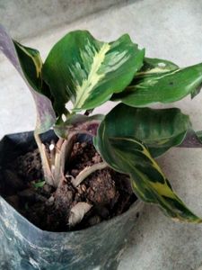 Mix Plants Combo Offer(5 Varities)