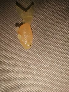 Miniature Toy Fish - Yellow and Red