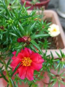 Four Colours Portulaca 12 Sticks