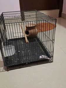 Birds Cage With Birds Food