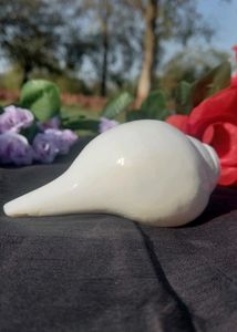 Shankh/Conch Shell
