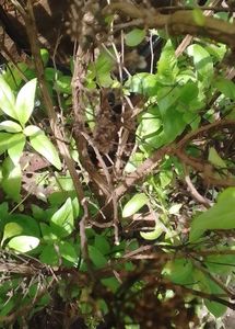 थाई बेसिल (Thai Basil / Ocimum basilicum