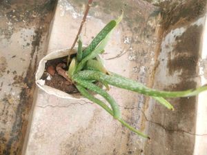 Combo Desi Alovera And Rehio Plant With Root