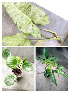 Assorted Plants Combo Posted For A Buyer