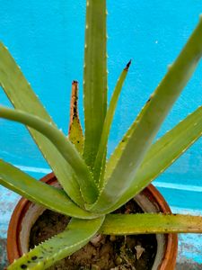 Aloe Vera Live Plant
