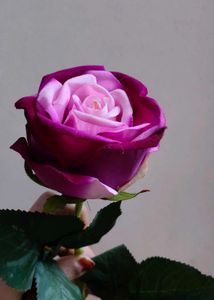 Hot  Velvet Rose In 💜💜 Colour