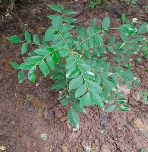 Curry Leaf Plant (two plants)