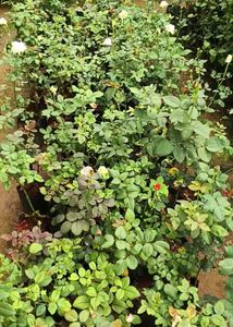 Rose Plants Available All Colours Have