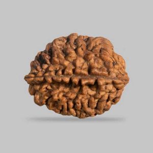 Rare 2 Mukhi Rudraksha From Sri Lanka 🇱🇰