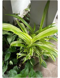 live plants for sale