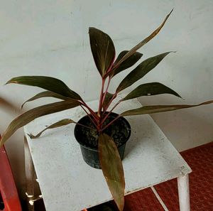 Dracaena Red Ruby Plant 🌵&amp; Pot
