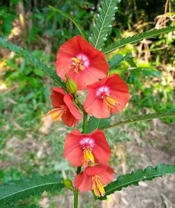 Flower Seeds Mixed