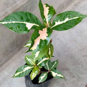 Assorted Mix Plants Combo Offer