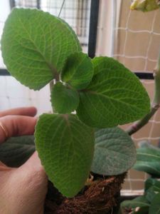Ajwain Plant Cutting Easy To Grow
