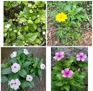 Flowering Plants Combo