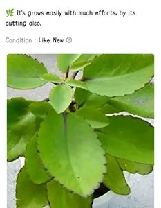 Combo Of 7 Air Purifier Plants