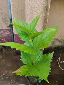 All Time Harsingar Plant