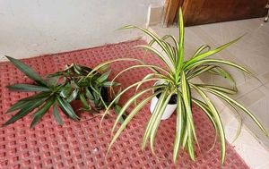 Set 2 Moses In The Cardle &amp; Pandanus veitchiiPlant