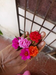 Combo Of Bud Rose/9&#39;o Clock