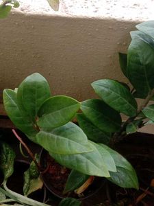 Plant Combo Of10