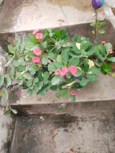 Coron Of Thorn ( Milli   )flower Plant