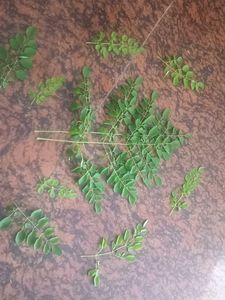 Fresh Moringa Leaves