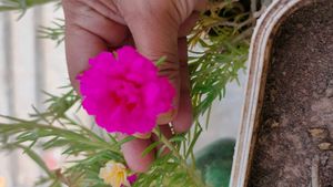 Portulaca
