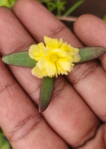Cinderella Cutting 3 Variety