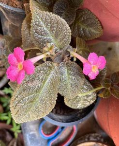 flowering  plants 3 combo