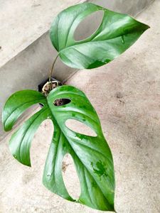 Assorted Houseplant Bundle