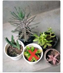 3 Hanging And 1 Sun Loving Plants
