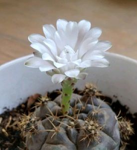 Variegated Cactus
