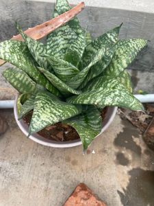 Live Plant For Sale
