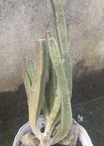 Stapelia Plant (Maroon cup)