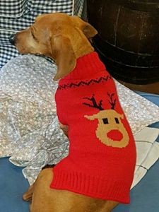 LED Light Dog Winter Jecket