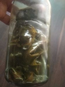 Swethakutaja leafe extract oil