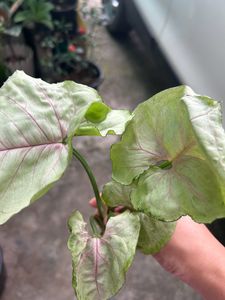 House Plant
