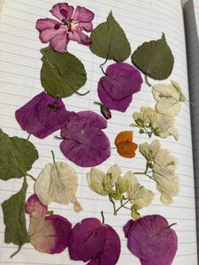 dry flowers for resin art