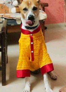 Dog Kurta