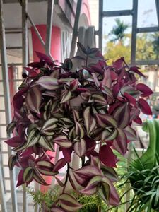 10+2 Healthy Plants! Exclusive Plant Lover’s Combo