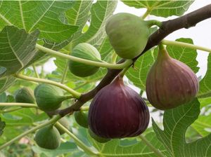 Fig/Gular/Anjeer Exotic Fruit Seeds