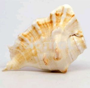 Pooja Shank Or Seashell