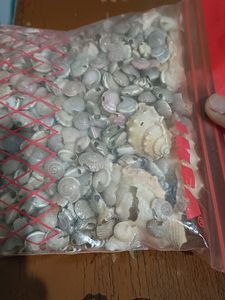 Sea Shells